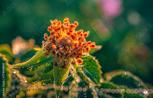 Wallpaper Mural Summer flowers Torontodigital.ca