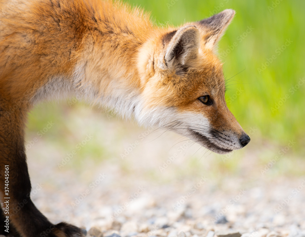 Red fox kit