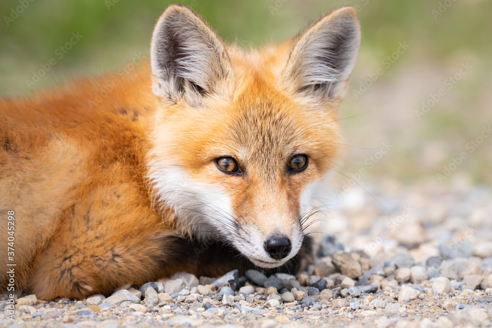 Red fox kit Red fox kit