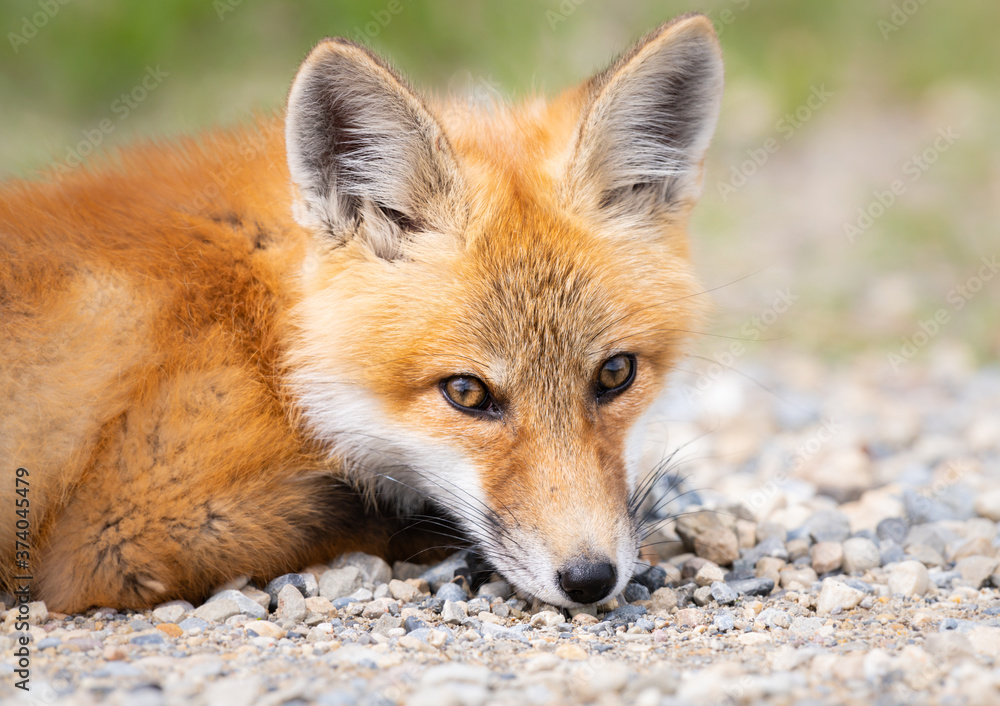 Fototapeta premium Zestaw rudego lisa