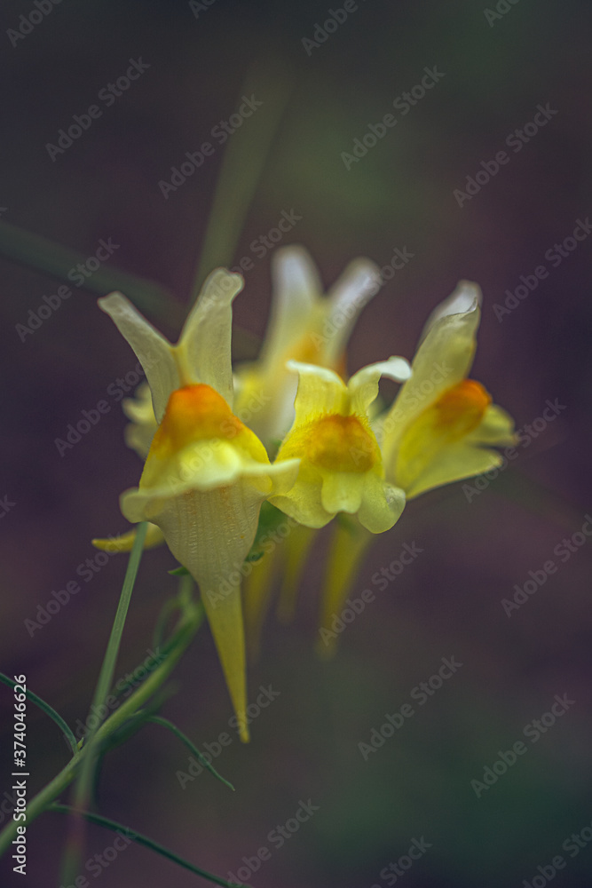 Obraz premium Summer flowers