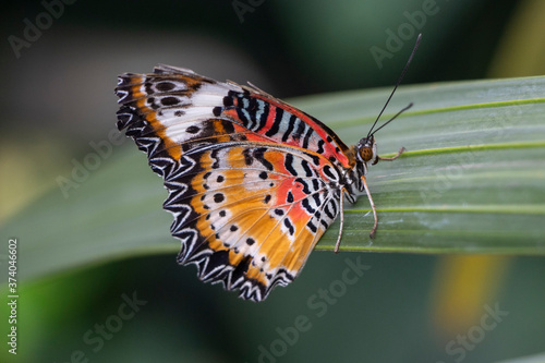 Orange, black and white butterfly with slightly tattered wings.
