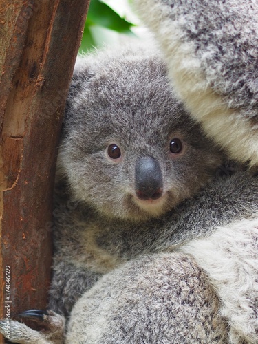 Fototapeta Naklejka Na Ścianę i Meble -  A Closeup Portrait of a Captivating Darling Baby Koala with Bright Twinkling Eyes.