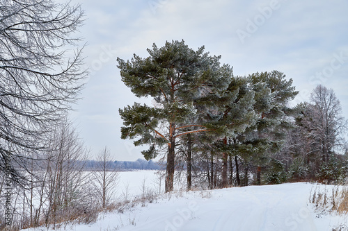 Wallpaper Mural View from the shore of a river or lake, when the water is covered with a of ice powdered with snow and trees foreground. Winter landscape Torontodigital.ca