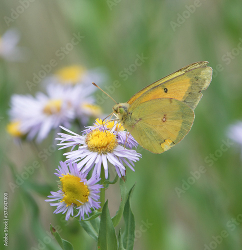 butterfly on flower © Mark Minner-Lee, MBA