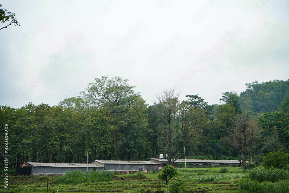 Landscape of green houses situated in the forest.