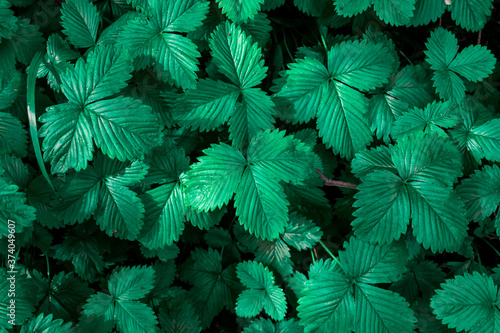 Vista cenital de patrón natural de hojas creciendo en el Ajusco, México  photo