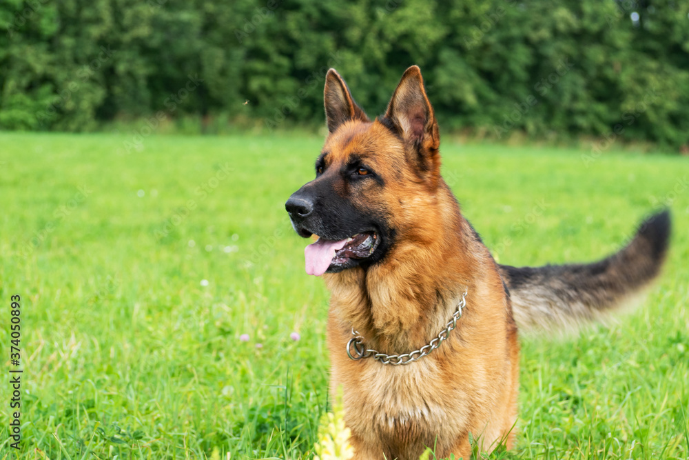German shepherd resting and walking outdoors in a field German shepherd resting and walking outdoors in a field