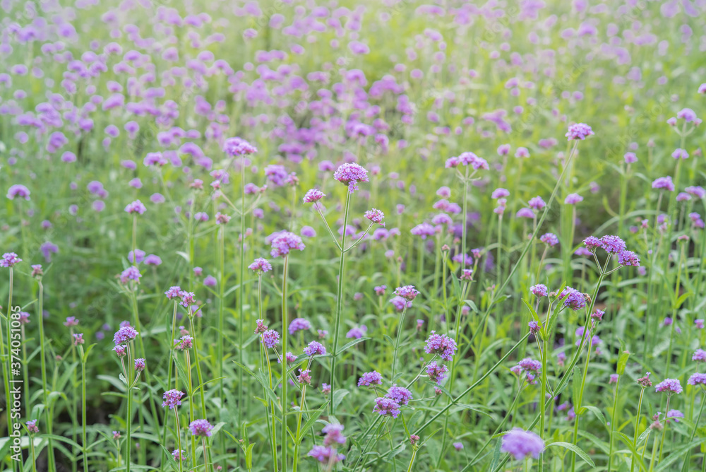 Verbena flower plants in the garden.