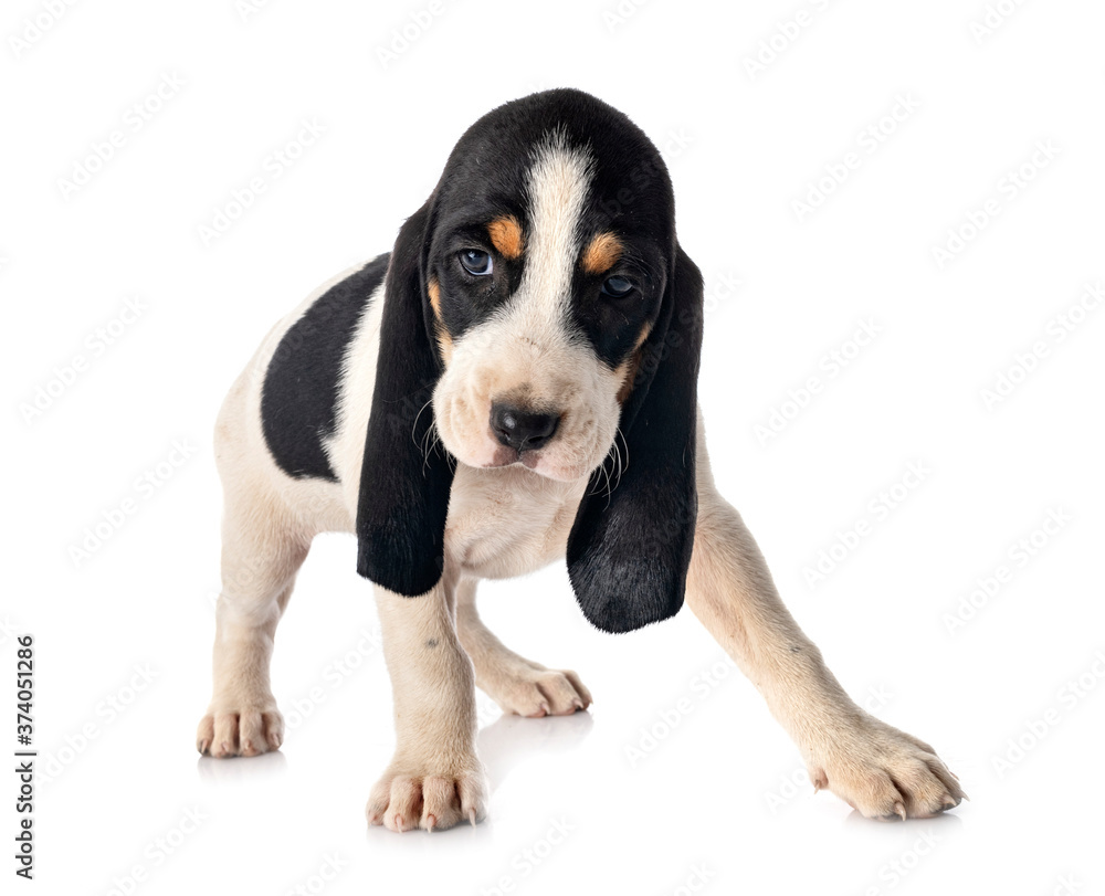 puppy bernese Schweizer Laufhund puppy bernese Schweizer Laufhund