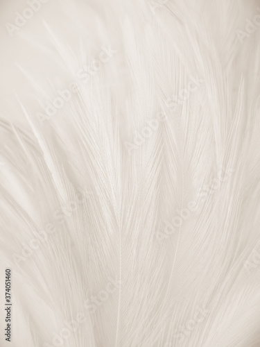 Beautiful abstract gray and white feathers on white background, soft brown feather texture on white pattern background, yellow feather background © Weerayuth