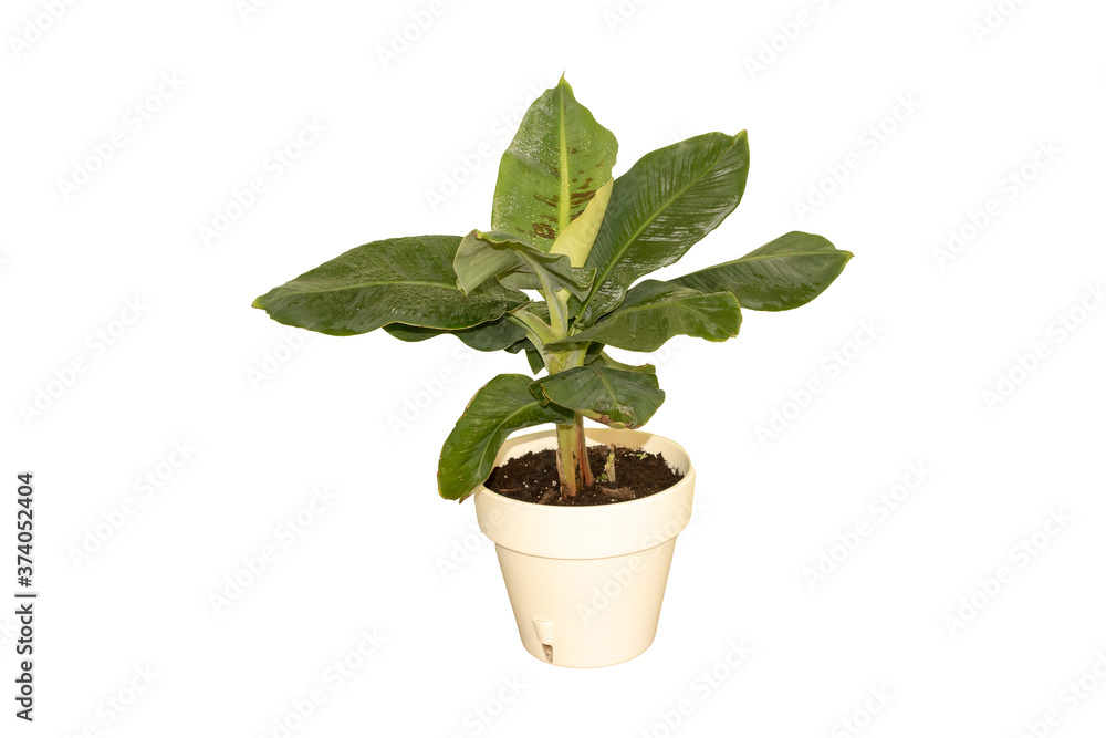 Dwarf cavendish banana tree isolated on white background