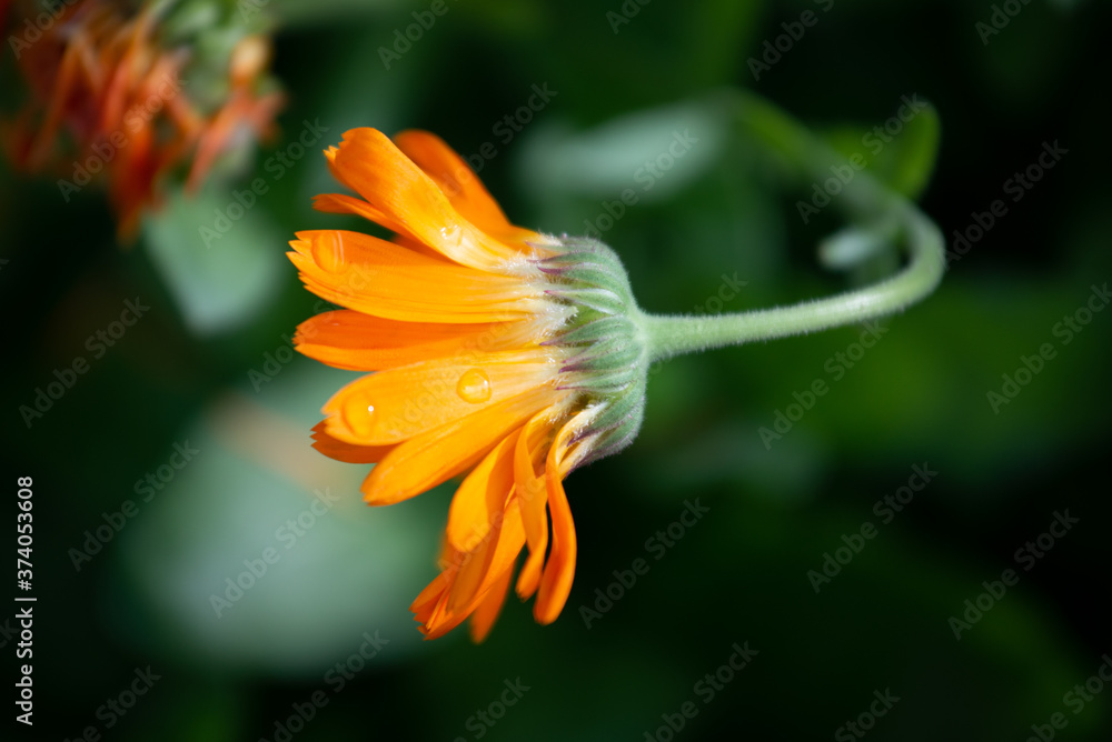 Dropping bring orange daisy flower on natural green background