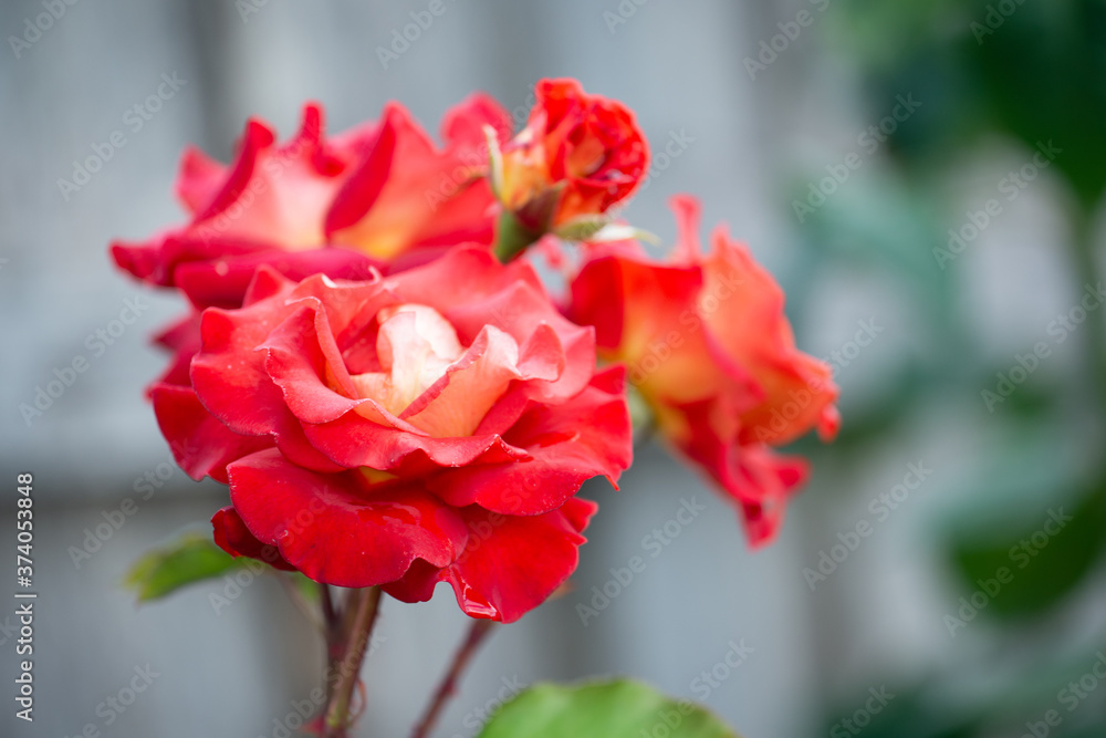 Bright Red roses on the tree