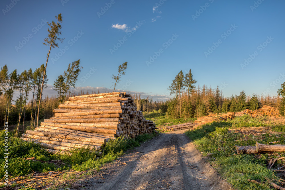Piled logs of harvested wood timber next to forest in countryside after bark beetle attack calamity. Unwanted deforestation in highland in Czech Republic, European landscape