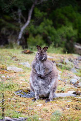 Fat little Australian wallaby sitting amongst native bushland on Cradle Mountain Tasmania.