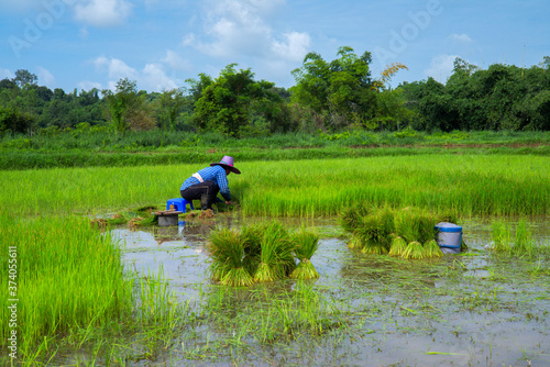 Transplanting rice Rice in Nakhon Nayok, Thailand