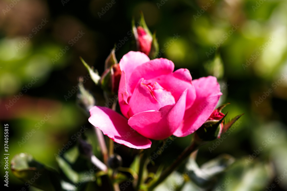 Blooming rose in the garden