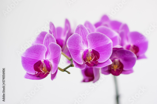 Detail of Phalaenopsis (moth orchid). Purple flower. 