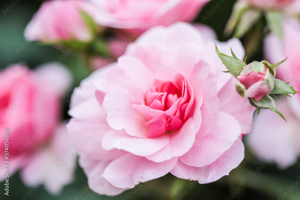 Soft pink rose Bonica with buds in the garden. Perfect for background of greeting cards for birthday, Valentine's Day and Mother's Day Soft pink rose Bonica with buds in the garden. Perfect for background of greeting cards for birthday, Valentine's Day and Mother's Day