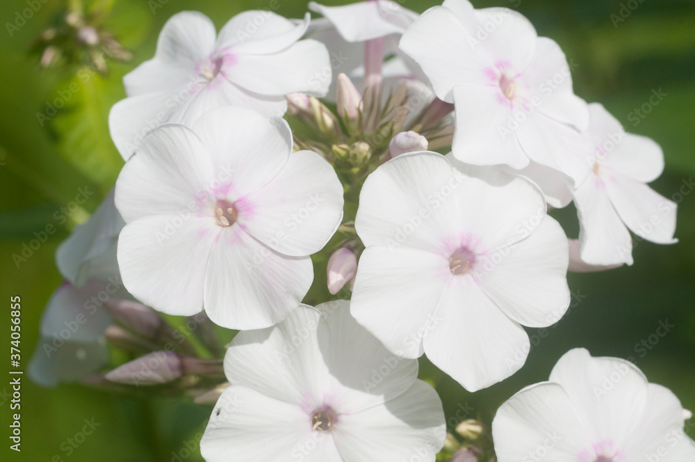 Garden phlox flowers close up