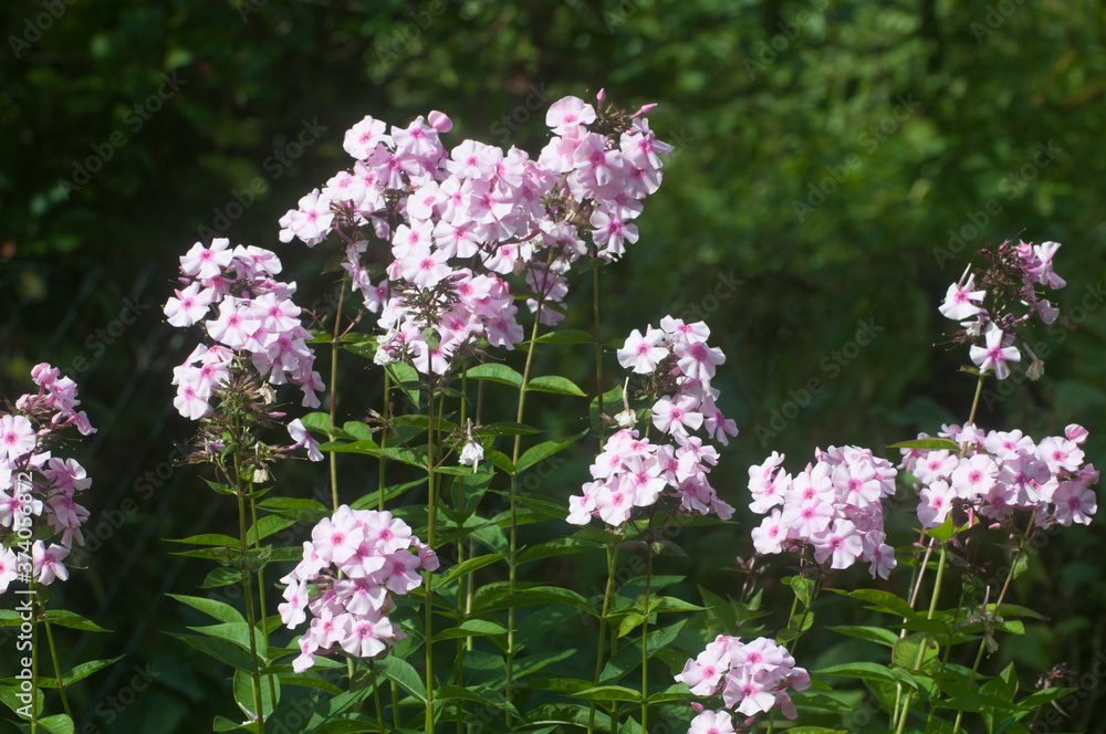 Garden phlox flowers close up