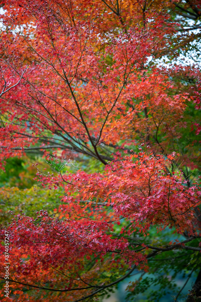 紅葉の木