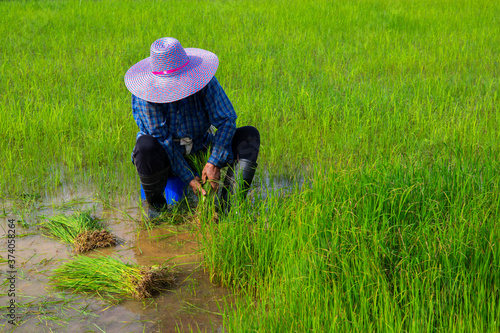 Transplanting rice Rice in Nakhon Nayok, Thailand