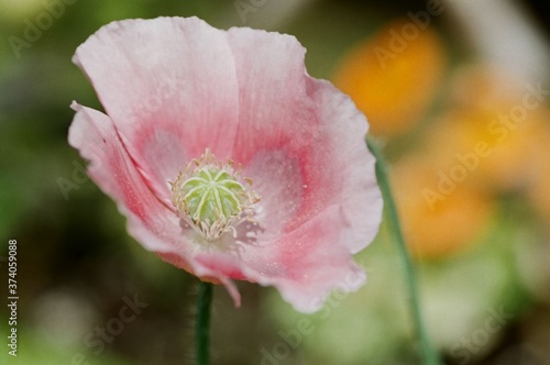 pink poppy flower taken with macro lens