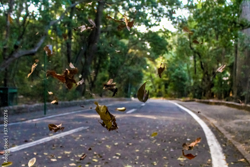 Folhas secas de árvores caindo na estrada photo