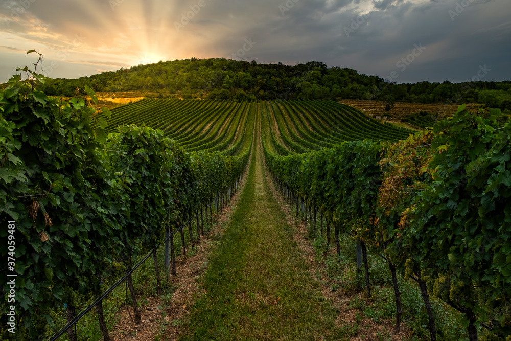 Gorgeous sunset over beautiful green vineyards in lower Austria 