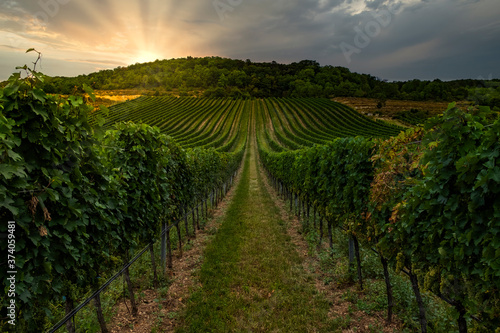 Gorgeous sunset over beautiful green vineyards in lower Austria 
