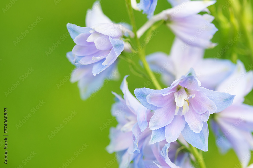 blue flowers on green background