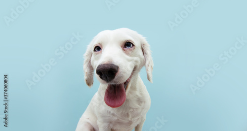 Funny happy smiling puppy dog isolated on blue background.