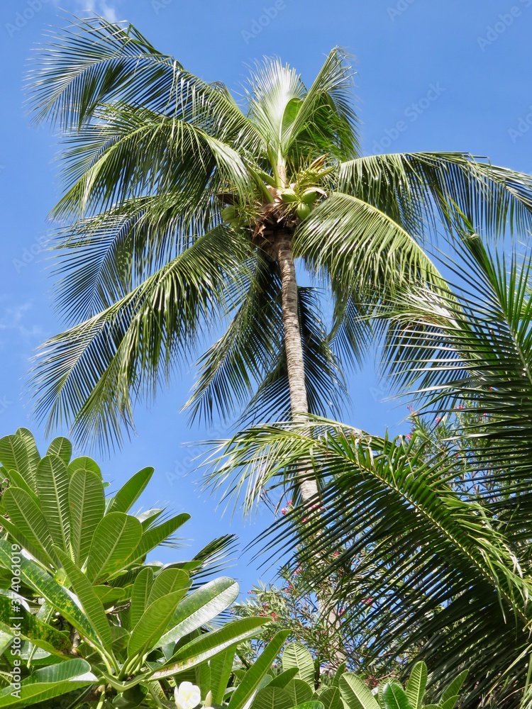 Fototapeta premium Palm trees