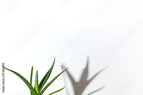 Home plant aloe on white background with copy space