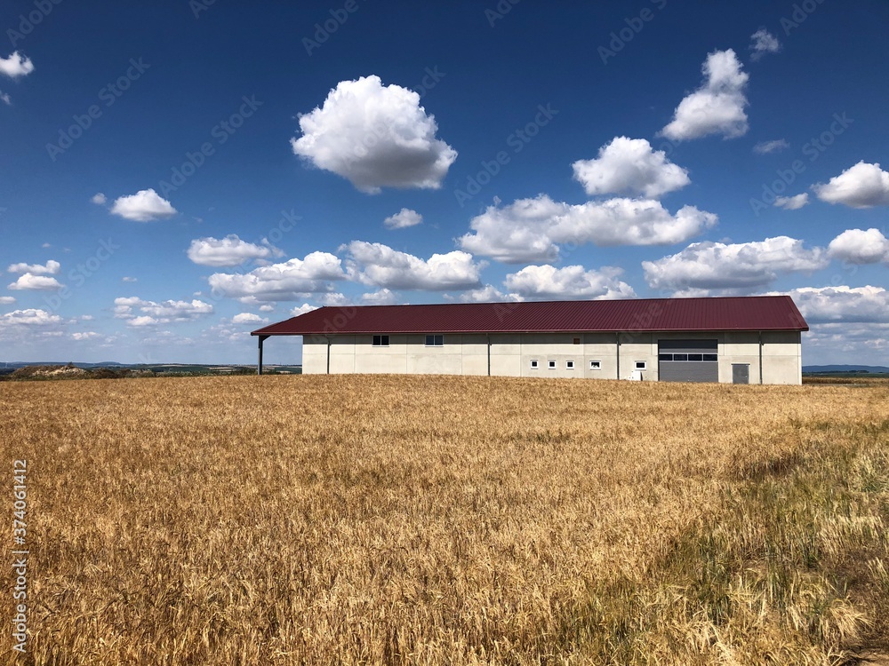 Barn on a corn field against a blue sky with clouds