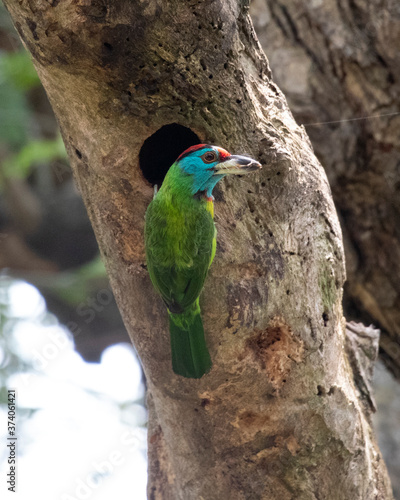Fényképezés blue threatened rabbet in his nest