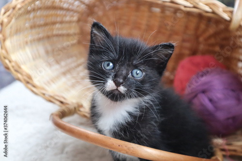 Small black kitten playing in a wicker basket with balls of yarn, close-up © MARYIA