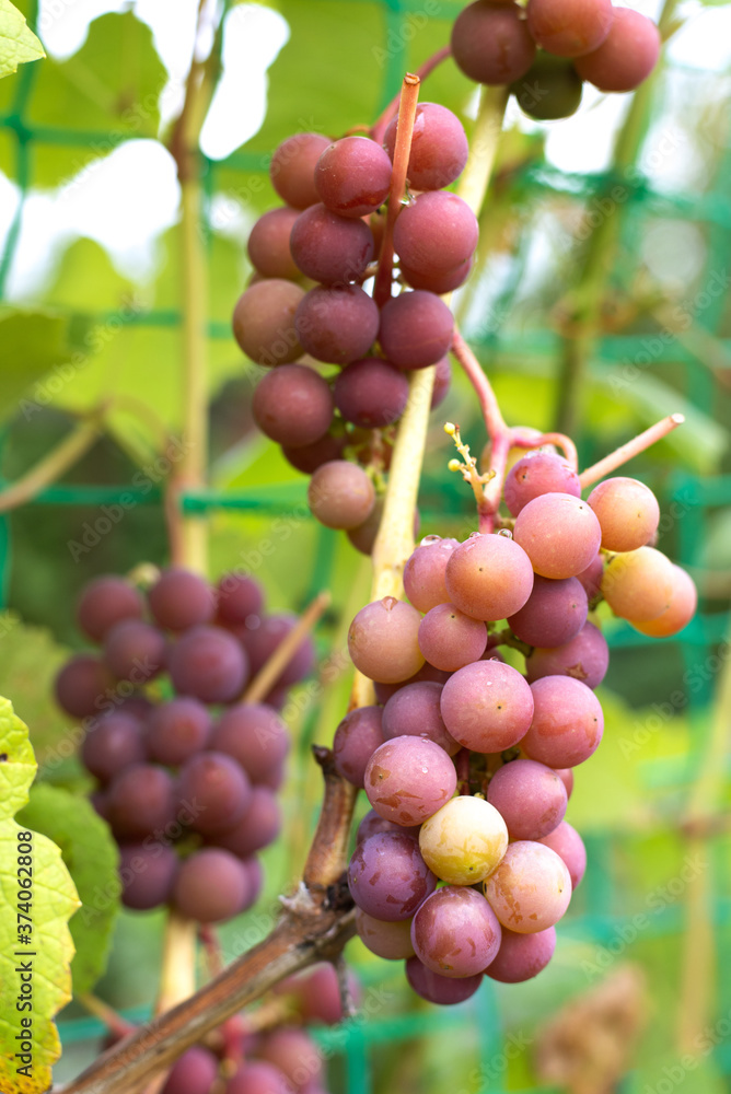Fototapeta premium Bunch of red grapes hanging on a branch