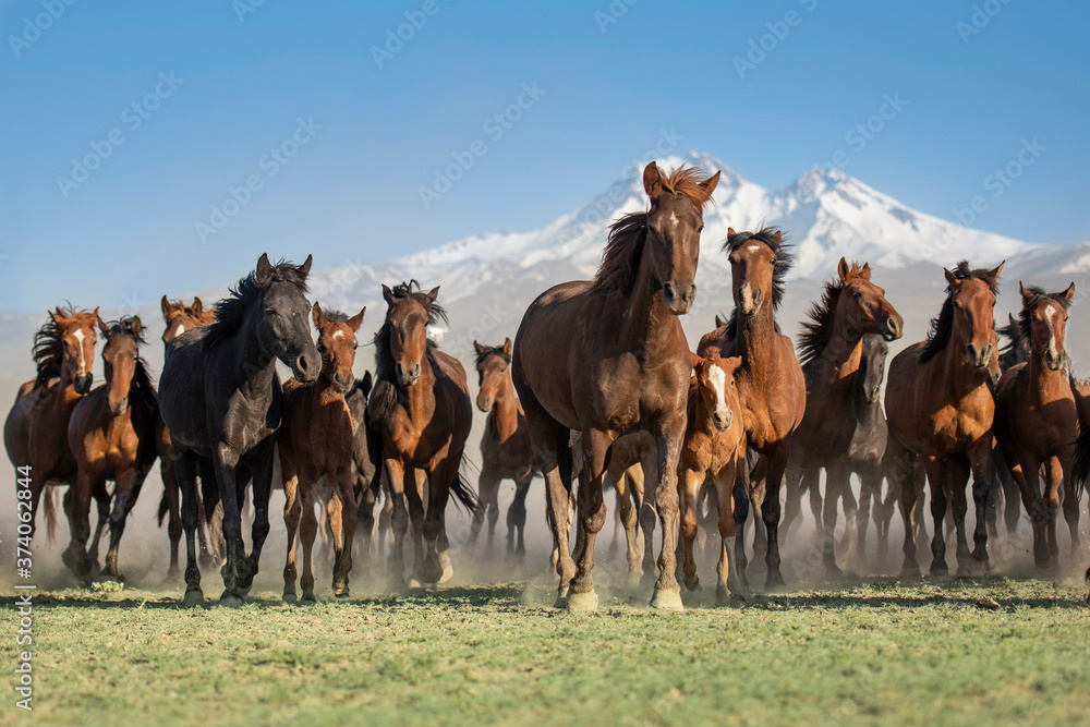 Obraz premium herd of camels