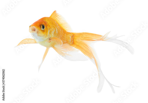 Beautiful bright small goldfish isolated on white