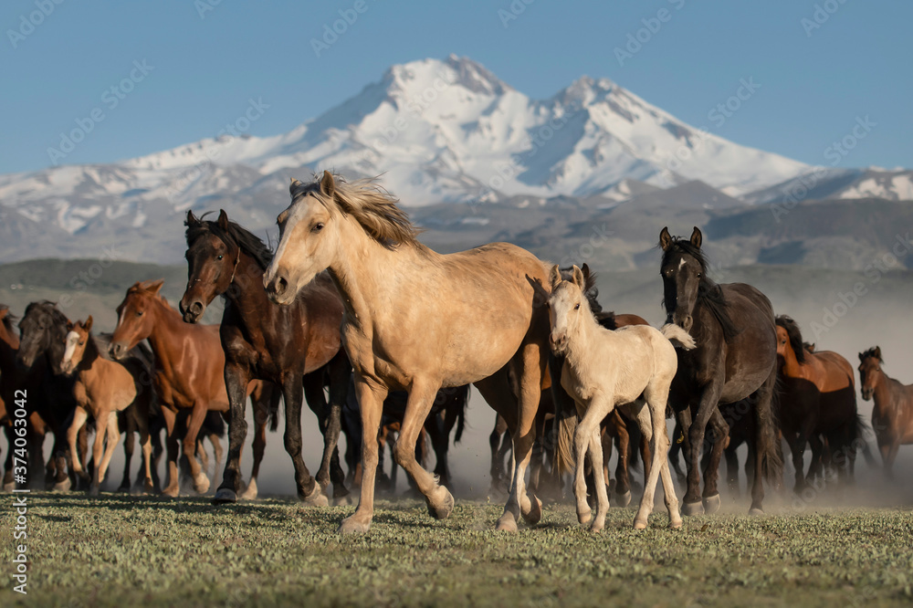 Fototapeta premium horses in the mountains