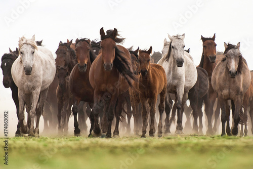 herd of horses in field