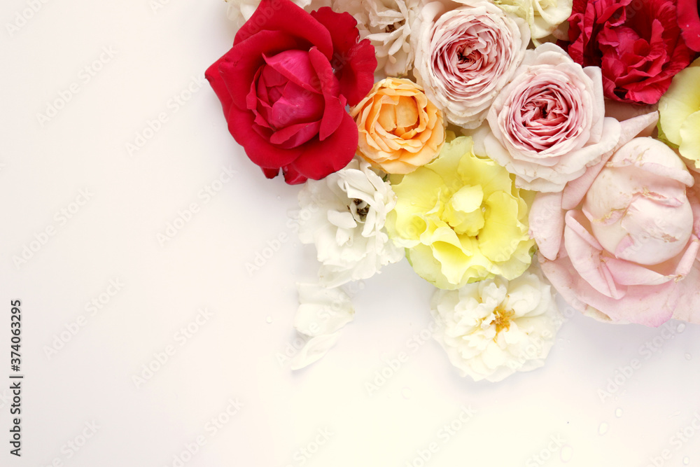 Fresh roses on white background, floral flowers blooming garden wedding pattern, pastel wallpaper fine art phopto, instagram flat lay commercial photography Fresh roses on white background, floral flowers blooming garden wedding pattern, pastel wallpaper fine art phopto, instagram flat lay commercial photography