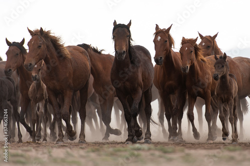 group of horses on the farm