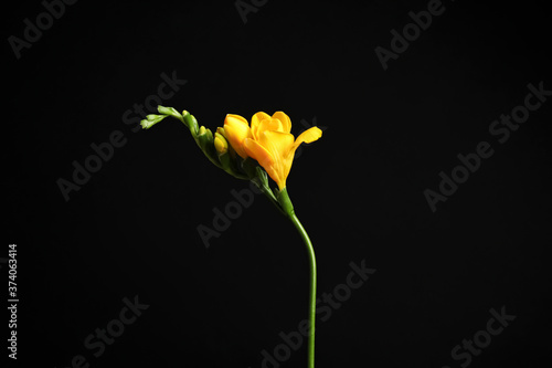 Beautiful yellow freesia flower on black background