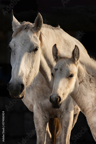 horse and foal © dolkan