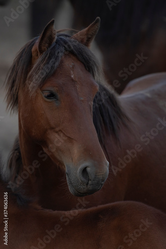 Fototapeta Naklejka Na Ścianę i Meble -  close up of a horse
