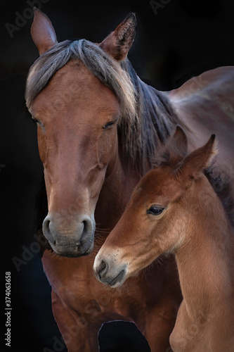 brown horse portrait, family, mother and girls